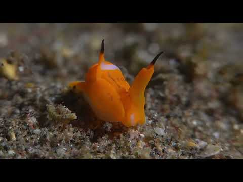 Bali Nudibranchs Part 3 - scuba diving video