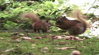 Shap Red Squirrels 18062018 Canon MV 920
