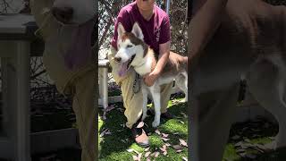 Video preview image #1 Siberian Husky Puppy For Sale in Pasadena, CA, USA