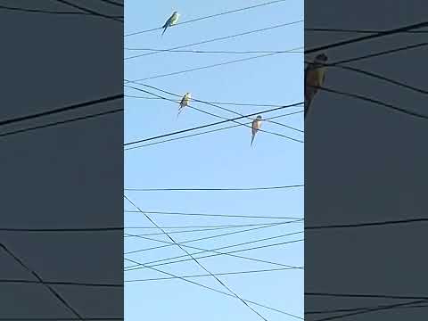 olha quem pousou nos fios de frente a minha casa  itajá Goiás,deixa seu like e escreve no canal