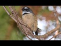 Peaceful and Relaxing Birdsong - 12 hours of New Zealand Birdsong