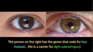 Genetics and Eye Color