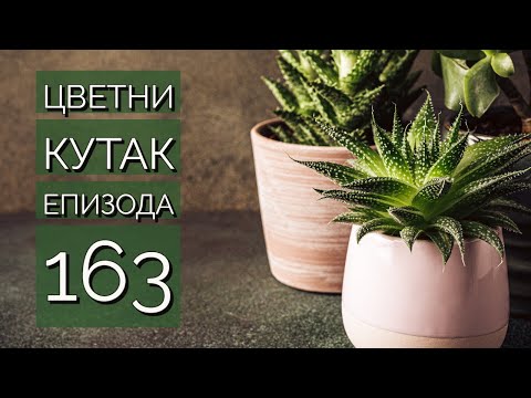 Cvetni kutak ep. 163 22.12.2022. Ekvizetum, kurio, rasadnik "Ema", Budisava, Branislav Živković