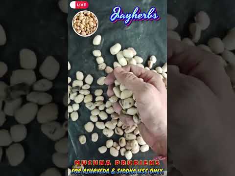 Mucuna Pruriens Kaunch Seeds