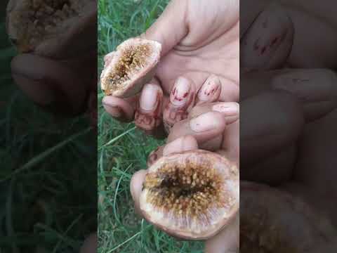 guleru fruit   #youtubeshorts #fruits