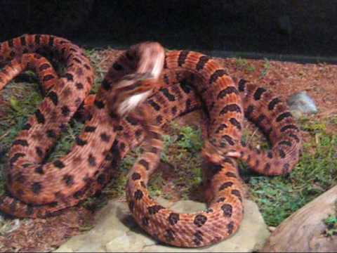 YouTube Video MjC5CU05MAE