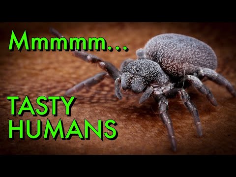 Spiders Can EAT EVERY PERSON on Earth!?!