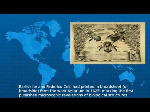 Wikipedia -  Francesco Stelluti