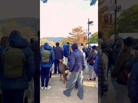 Nara Park deer 🦌 in japan #zoo