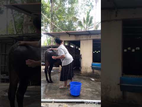 ഏറെ ഇഷ്ടത്തോടെ വളർത്തുമൃഗങ്ങളെ പരിപാലിക്കുന്ന നടി സൗഭാഗ്യ വെങ്കിടേഷ് #sowbhagyavenkatesh #love