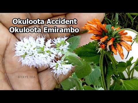 Okuloota Accident Okuloota Emirambo Okuloota nga Ogwa Mubinya Eddagala Lirino