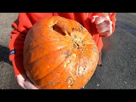 Worm vs. Pumpkin