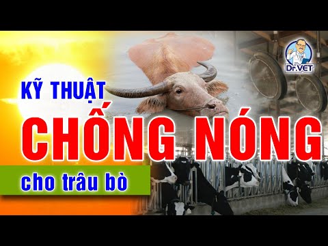 , title : 'Kỹ thuật chống nóng cho vật nuôi, trâu bò vào mùa hè mà bạn cần biết | Dr.Vet'