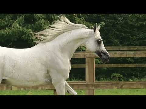 PARANGA K.A. - (QR Marc x Princess d'Elzenwalle), 2011 Mare