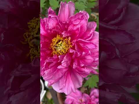 牡丹を植える：いつ、どのように花を咲かせて天国のような庭園を作るのでしょうか？  庭園