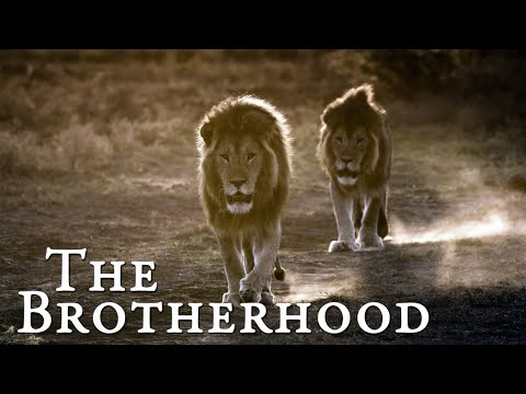 Lion Documentary - The Brotherhood | Wild Planet HD