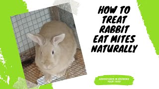 How To Treat Rabbit Ear Mites Naturally