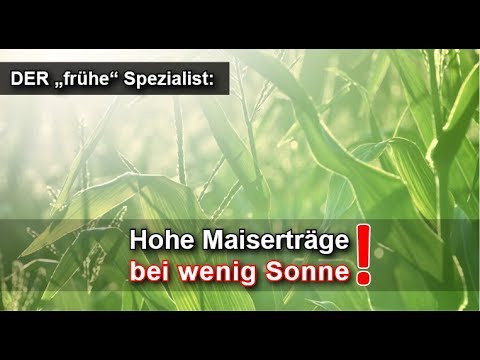 Gute Maisernte TROTZ schwieriger Bedingungen: Frühe Sorte für frühe Maisernte + frühes Maishäckseln