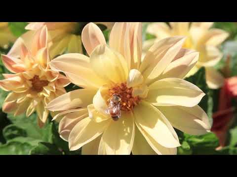 Boja meda ep. 132 15.09.2020. Karakteristike klubeta, polen, pravovremena zamena matice