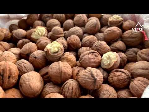 Cosecha de la Nuez de Castilla en Puebla