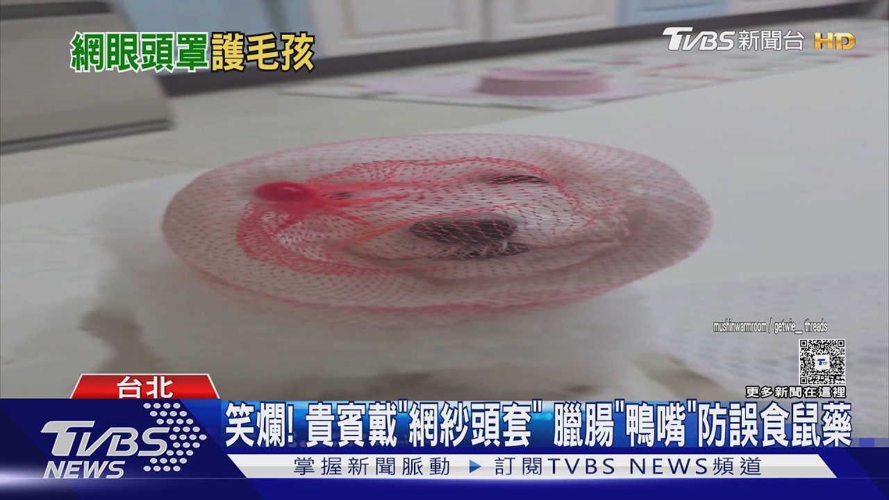 影音/飼主神發明!狗狗戴「新娘頭紗」防誤食 臘腸鴨嘴造型超萌