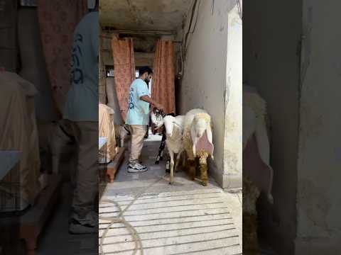 Dog love with goats❤️😂dog want to eat goats😂 #ytshorts #funny #funnycute #animals #goat #petlover