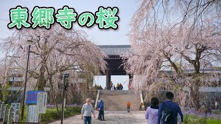 東郷寺の枝垂れ桜 4K Weeping cherry tree at Togoji Temple