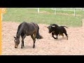 Guess What Happened When This Bull Attacked The Horse