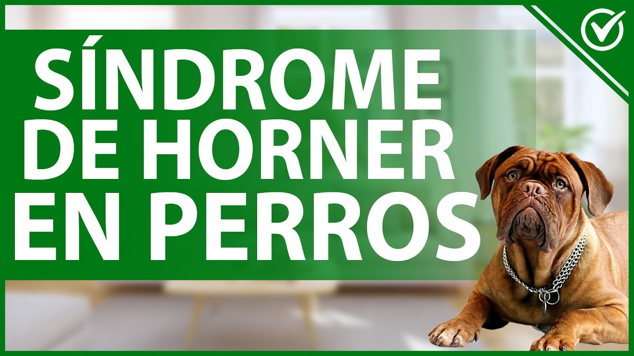 Watch 🐕 ¿Qué Pasa con el Síndrome de Horner en Perros Datos e Información Útil 🤕🐕 Now 🐕 ¿Qué Pasa con el Síndrome de Horner en Perros Datos e Información Útil 🤕🐕