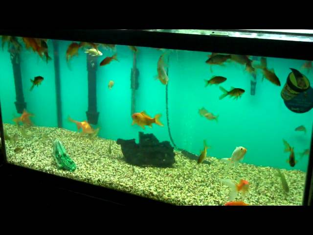 Harp's Exotic Fish & Pets (Tropical Freshwater Fish 3)