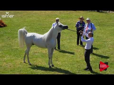 N.137 MOHARIB AL KHAZNA - Strohen 2018 B Int