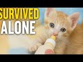 Orphan Kitten Survived Against All Odds