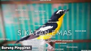 Download lagu Suara SIKATAN EMAS memanggil lawan mp3 Download lagu Suara SIKATAN EMAS memanggil lawan mp3