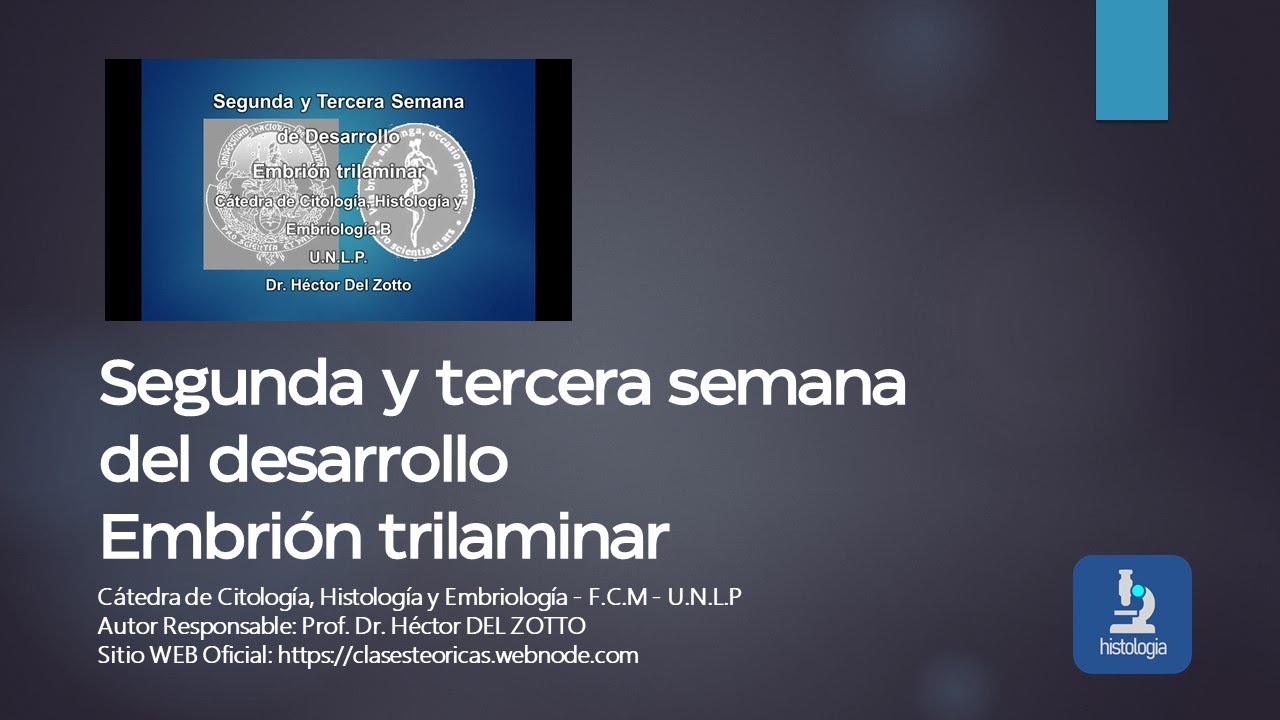 SEGUNDA Y TERCERA SEMANA DE DESARROLLO