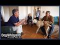 Can Cesar Calm This Aggressive Rescue Dog S4 Ep 11 Dog Whisperer With Cesar Millan