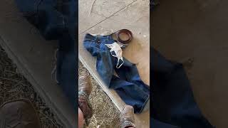 Just another day at work 🤠🤭 #farmergirl #bluejeans #countrygirl #farmersdaughter