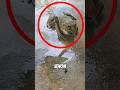 These Frogs Are Scarier Than You Think Shorts Shortsfeed
