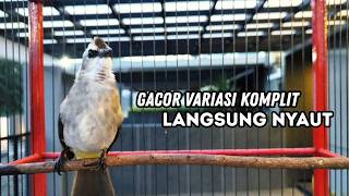 Download lagu Pancingan Burung TRUCUKAN gacor ROPEL VARIASI NROTOK NGECUPLIK bikin trucukan JADI trucuk GACOR mp3