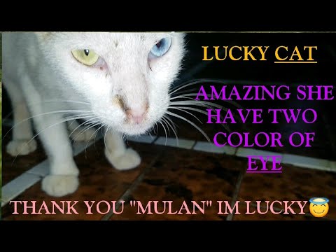 The Ambiciosa Cat sleeping so cute | Mary Luz Isherwood