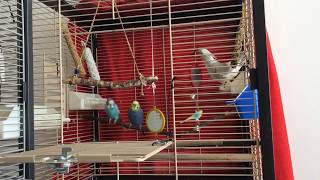 Birbs vandalize neighbors cage.