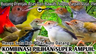 Download lagu SUARA PIKAT BURUNG PRENJAK ATAS DAN BAWAH. SOGON. SEPAH RAJA. PLECI... mp3 Download lagu SUARA PIKAT BURUNG PRENJAK ATAS DAN BAWAH. SOGON. SEPAH RAJA. PLECI... mp3