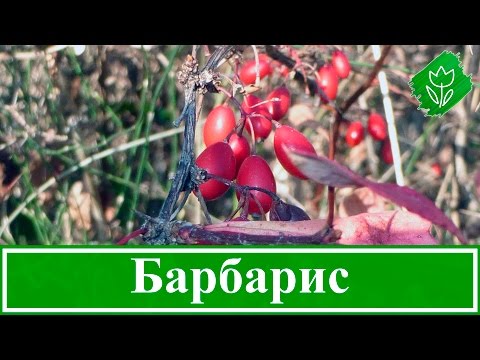 Барбарис: описание, уход и выращивание в саду