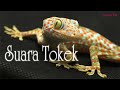 Suara Tokek Seram Asli Suara Tokek Raksasa Yang Menakutkan Tokek