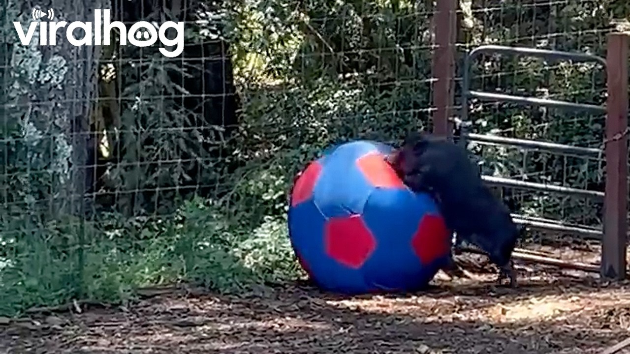 Pig Plays With Giant Soccer Ball || ViralHog
