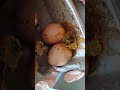 A worm emerged from the Migros M Life organic egg Video ile Şikayet | Video ile İfşa Et