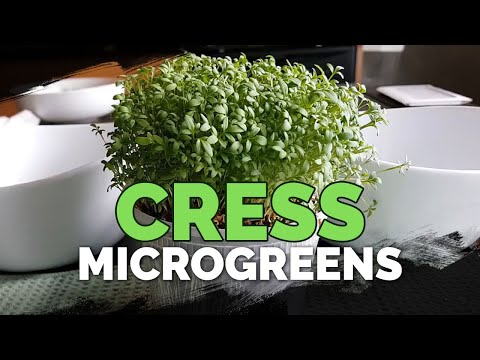 How to Grow Cress Microgreens Fast and Easy