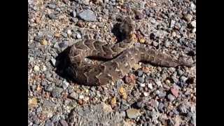 preview picture of video 'Small Puff Adder'