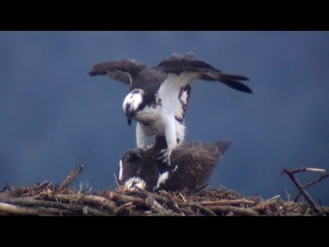 Osprey Maya with new Male - 2014-04 - tewbirds ' Rutland Water