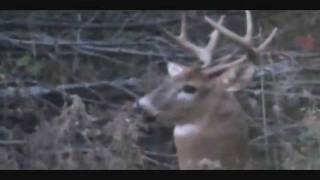 preview picture of video 'Lucknow ON 8 point buck - Oct 2011'