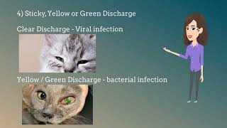 Eye Problems for Cats you must know - Symptoms & Treatments